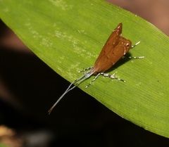 Torodora cupriella