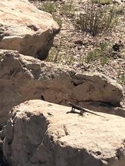 Sceloporus tristichus