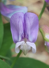 Lathyrus polyphyllus