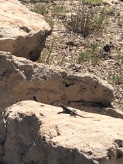 Sceloporus tristichus
