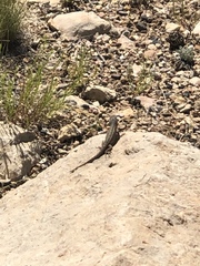 Sceloporus tristichus