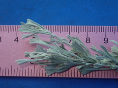 Artemisia arbuscula