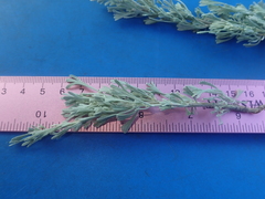 Artemisia arbuscula