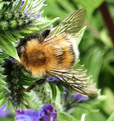 Bombus hypnorum
