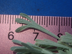 Artemisia arbuscula