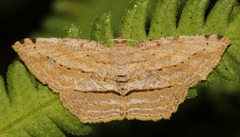 Calletaera dentata