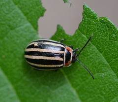 Kuschelina petaurista