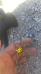 Orochaenactis thysanocarpha