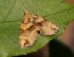 Chaetolopha incurvata