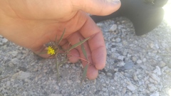 Orochaenactis thysanocarpha