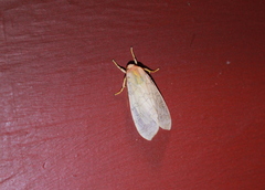 Halysidota tessellaris