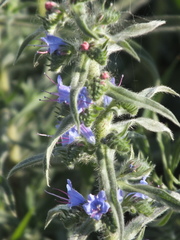 Echium vulgare