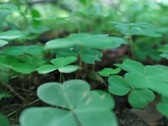 Oxalis acetosella