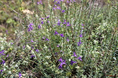 Delphinium consolida
