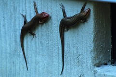 Plestiodon laticeps