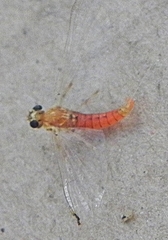 Epeorus vitreus