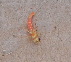 Epeorus vitreus