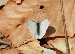 Pieris virginiensis