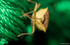 Euschistus
