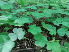 Oxalis acetosella