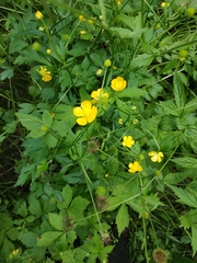 Ranunculus repens