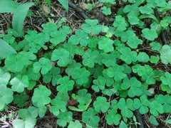 Oxalis acetosella