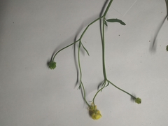 Ranunculus repens