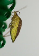 Euschistus