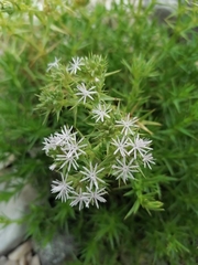 Drypis spinosa jacquiniana