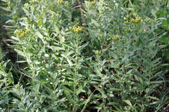 Pentanema germanicum