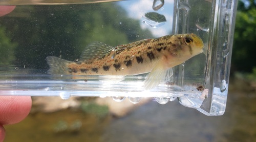 Cumberland Snubnose Darter