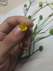 Ranunculus repens