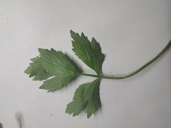 Ranunculus repens
