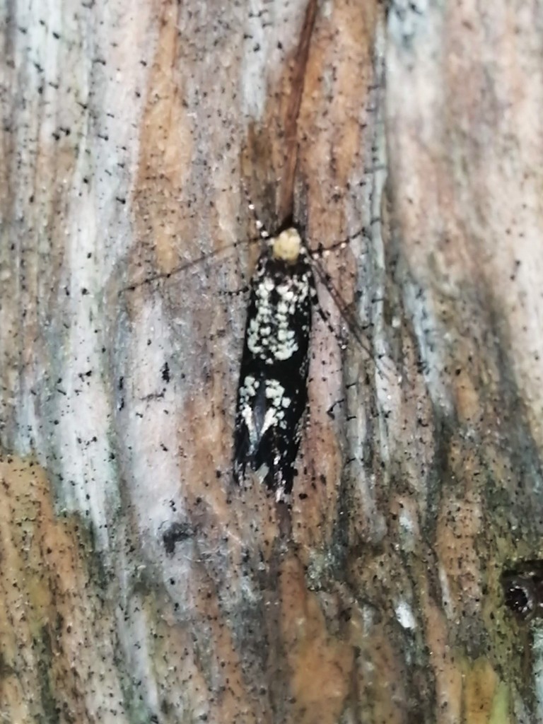 Triaxomera baldensis