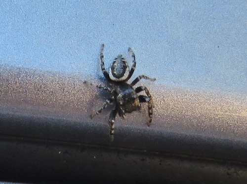 Pelegrina aeneola photo 6