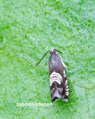 Grapholita compositella