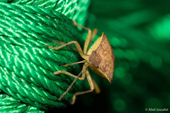 Euschistus
