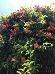 Bignonieae
