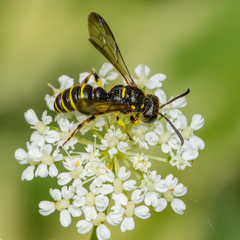 Cerceris atramontensis