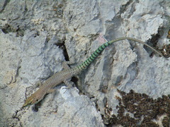 Dalmatolacerta oxycephala