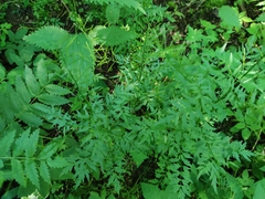 Cardamine impatiens