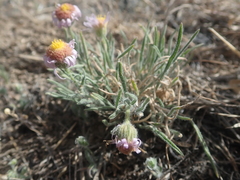 Erigeron pumilus