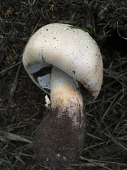 Agaricus urinascens