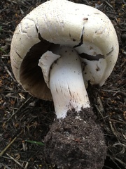 Agaricus urinascens