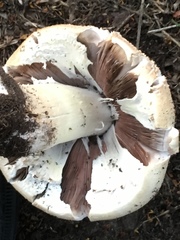 Agaricus urinascens