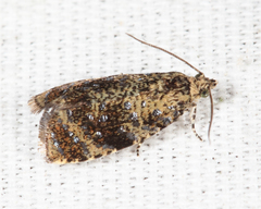 Olethreutes astrologana