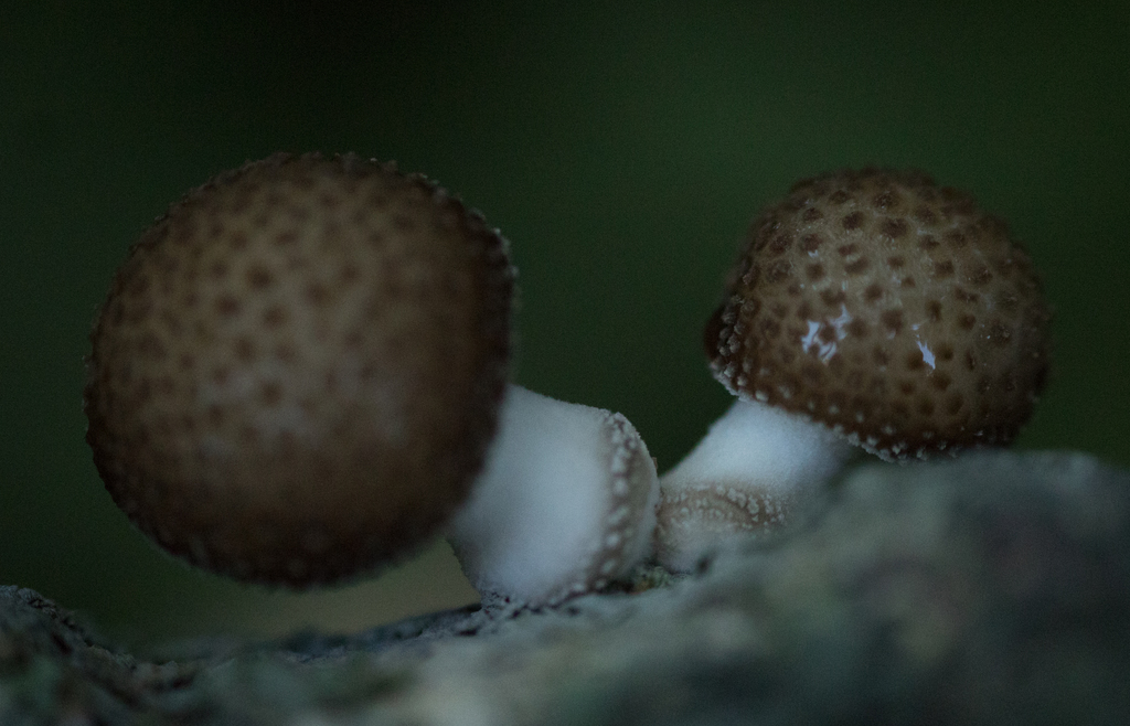 Oudemansiella cubensis · June 2020 · photo: © fmiudo (iNaturalist, cc0)