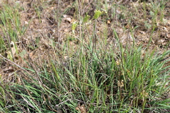 Allium flavum tauricum