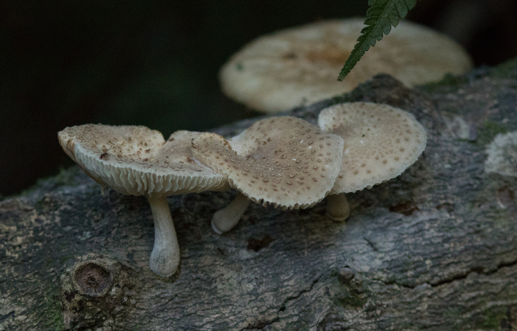 Oudemansiella cubensis · June 2020 · photo: © fmiudo (iNaturalist, cc0)