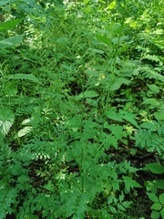 Cardamine impatiens